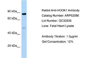 Western Blotting (WB) image for anti-Hook Homolog 1 (HOOK1) (C-Term) antibody (ABIN970886) (HOOK1 anticorps  (C-Term))