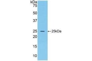 Detection of Recombinant FGF15, Rat using Polyclonal Antibody to Fibroblast Growth Factor 15 (FGF15) (FGF15 anticorps  (AA 25-218))