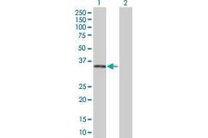 Lane 1: FTS transfected lysate ( 33. (FTS 293T Cell Transient Overexpression Lysate(Denatured))