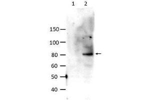 Image no. 1 for anti-Signal Transducer and Activator of Transcription 6, Interleukin-4 Induced (STAT6) (pTyr641) antibody (ABIN1104499) (STAT6 anticorps  (pTyr641))