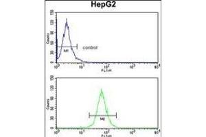 ABCG1 Antibody (N-term) (ABIN390432 and ABIN2840817) flow cytometry analysis of HepG2 cells (bottom histogram) compared to a negative control cell (top histogram). (ABCG1 anticorps  (N-Term))