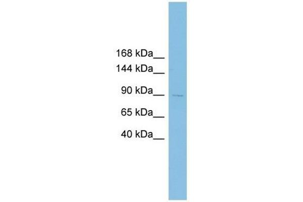 XRRA1 anticorps  (N-Term)