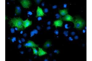 Immunofluorescence (IF) image for anti-ADP-Ribosylation Factor GTPase Activating Protein 1 (ARFGAP1) antibody (ABIN1496681) (ARFGAP1 anticorps)