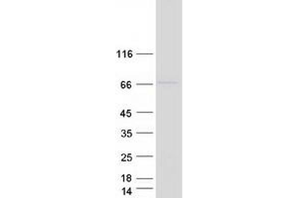 ENTPD7 Protein (Myc-DYKDDDDK Tag)