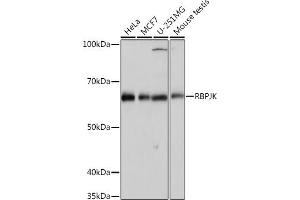 Western blot analysis of extracts of various cell lines, using RBPJK Rabbit mAb (ABIN1682563, ABIN3018511, ABIN3018512 and ABIN7101620) at 1:1000 dilution. (RBPJ anticorps)