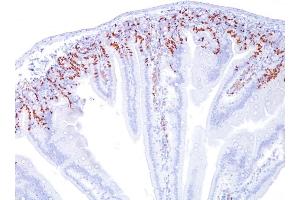 Formalin-fixed, paraffin-embedded Mouse Intestine stained with BrdU Monoclonal Antibody (SPM166). (BrdU anticorps)