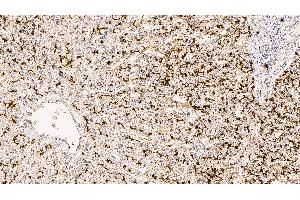 Human liver: immunohistochemical staining for CD13. (CD13 anticorps  (C-Term, Extracellular Domain))