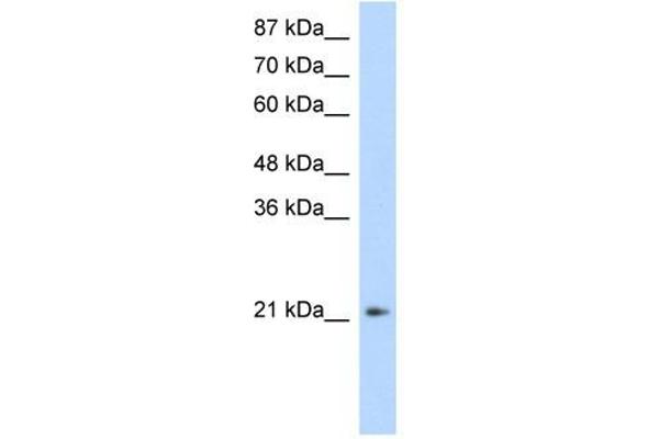 FERD3L anticorps  (N-Term)