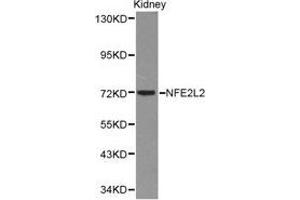 Western Blotting (WB) image for anti-Nuclear Factor (erythroid-Derived 2)-Like 2 (NFE2L2) antibody (ABIN1873893) (NRF2 anticorps)