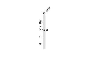 Anti-SN Antibody (Center) at 1:1000 dilution + SH-SY5Y whole cell lysate Lysates/proteins at 20 μg per lane. (SNAP25 anticorps  (AA 36-63))