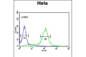 Flow cytometric analysis of Hela cells (right histogram) compared to a negative control cell (left histogram). (STIP1 anticorps  (C-Term))
