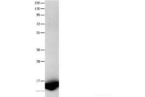 Western Blot analysis of Human fetal brain tissue using FABP7 Polyclonal Antibody at dilution of 1:450 (FABP7 anticorps)