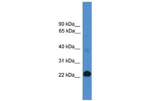 WB Suggested Anti-CD8A Antibody Titration: 0. (CD8 alpha anticorps  (Middle Region))