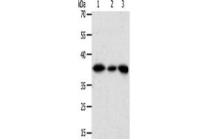 Western Blotting (WB) image for anti-Aldo-Keto Reductase Family 1, Member A1 (Aldehyde Reductase) (AKR1A1) antibody (ABIN2426542) (AKR1A1 anticorps)