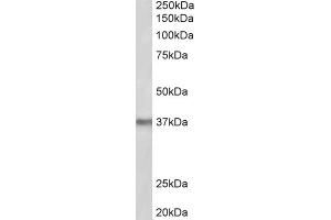 AP23220PU-N POLDIP2 antibody staining of Mouse Liver lysate at 2 µg/ml (35µg protein in RIPA buffer). (POLDIP2 anticorps  (Internal Region))