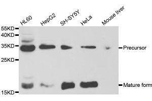 Western blot analysis of extracts of various cell lines, using NGF antibody. (Nerve Growth Factor anticorps)