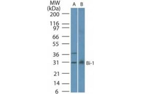 Bax Inhibitor 1 anticorps