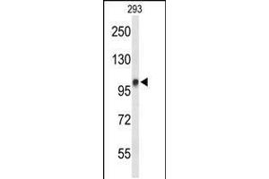 Western blot analysis of DDX23 Antibody in 293 cell line lysates (35ug/lane) (DDX23 anticorps  (AA 248-277))