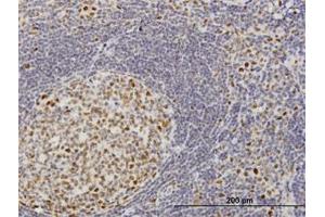 Image no. 1 for anti-Target of EGR1, Member 1 (Nuclear) (TOE1) (AA 1-511) antibody (ABIN599319) (TOE1 anticorps  (AA 1-511))