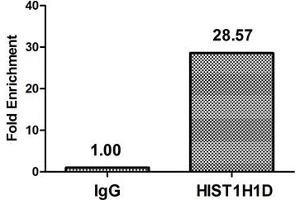 Chromatin Immunoprecipitation Hela (4*10 6 ) were treated with Micrococcal Nuclease, sonicated, and immunoprecipitated with 5 μg anti-HIST1H1D (ABIN7139626) or a control normal rabbit IgG. (Histone H1.3 anticorps  (pThr179))