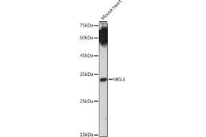 Western blot analysis of extracts of Mouse heart, using MGLL antibody (ABIN6128306, ABIN6143823, ABIN6143824 and ABIN6222352) at 1:1000 dilution. (MGLL anticorps  (AA 1-303))