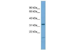 NEGR1 antibody used at 0. (NEGR1 anticorps  (N-Term))