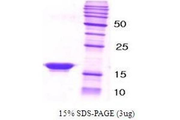 beta Synuclein Protéine