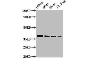 Western Blot Positive WB detected in Recombinant protein All lanes: BZLF2 antibody at 3 μg/mL Secondary Goat polyclonal to rabbit IgG at 1/50000 dilution Predicted band size: 38 kDa Observed band size: 38 kDa (BZLF2 (AA 34-223) anticorps)