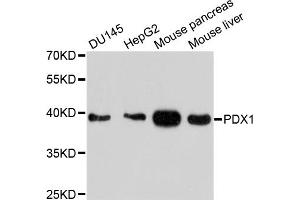 Western blot analysis of extracts of various cell lines, using PDX1 antibody (ABIN4904723) at 1:1000 dilution. (PDX1 anticorps)