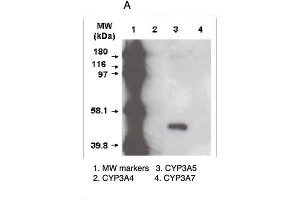 CYP3A5 anticorps  (C-Term)