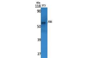 Western Blot (WB) analysis of specific cells using Akt Polyclonal Antibody. (AKT1 anticorps  (Ser13))