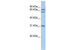Western Blotting (WB) image for anti-Gephyrin (GPHN) antibody (ABIN2459505) (Gephyrin anticorps)