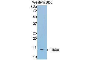 Western Blotting (WB) image for anti-Synuclein, alpha (SNCA) (AA 23-140) antibody (ABIN1078557) (SNCA anticorps  (AA 23-140))