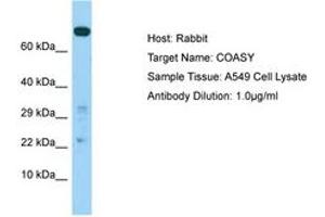 Image no. 1 for anti-CoA Synthase (COASY) (AA 319-368) antibody (ABIN6750027) (COASY anticorps  (AA 319-368))