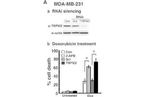 Western Blotting (WB) image for anti-Actin, beta (ACTB) (AA 359-368) antibody (ABIN129657)