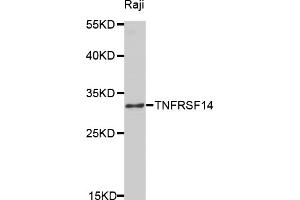 Western blot analysis of extracts of Raji cells, using TNFRSF14 antibody (ABIN5971020) at 1/1000 dilution. (HVEM anticorps)