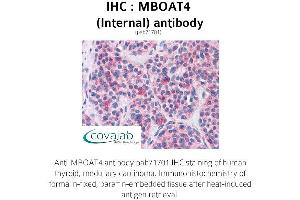 Image no. 2 for anti-Membrane Bound O-Acyltransferase Domain Containing 4 (MBOAT4) (Internal Region) antibody (ABIN1736801) (MBOAT4 anticorps  (Internal Region))