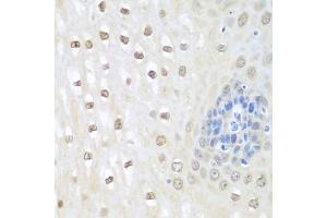 Immunohistochemistry of paraffin-embedded human esophagus using NEDD8 antibody. (NEDD8 anticorps)