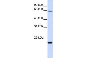 WB Suggested Anti-FAM19A3 Antibody Titration:  0. (FAM19A3 anticorps  (Middle Region))