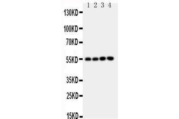 NRF1 anticorps  (Middle Region)