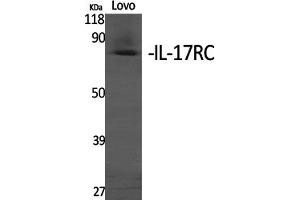 Western Blotting (WB) image for anti-Interleukin 17 Receptor C (IL17RC) antibody (ABIN5957059) (IL17RC anticorps)