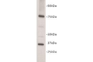 Western Blotting (WB) image for anti-Interleukin 7 Receptor (IL7R) (N-Term) antibody (ABIN1854927) (IL7R anticorps  (N-Term))