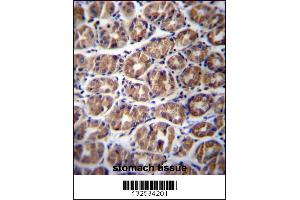 GPM6A Antibody immunohistochemistry analysis in formalin fixed and paraffin embedded human stomach tissue followed by peroxidase conjugation of the secondary antibody and DAB staining. (GPM6A anticorps  (C-Term))