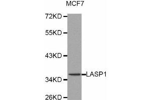 Western Blotting (WB) image for anti-LIM and SH3 Protein 1 (LASP1) antibody (ABIN1873516) (LASP1 anticorps)