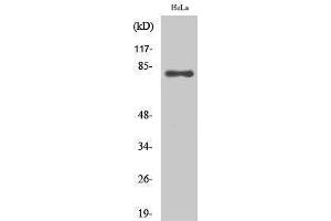 Western Blotting (WB) image for anti-Ezrin (EZR) (C-Term) antibody (ABIN3175041) (Ezrin anticorps  (C-Term))