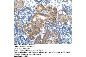 Human kidney (LONRF1 anticorps  (N-Term))