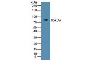 Western blot analysis of Mouse Spleen Tissue. (TLR9 anticorps  (AA 28-362))