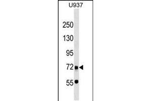 Western blot analysis in U937 cell line lysates (35ug/lane). (DMP1 anticorps  (C-Term))