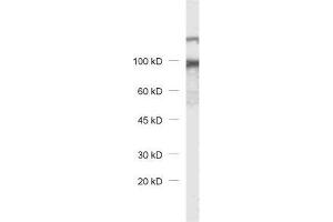dilution: 1 : 1000, sample: rat brain homogenate (DAP anticorps)