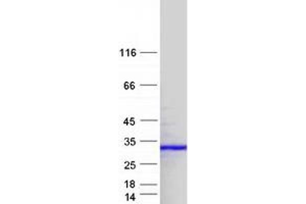 NGRN Protein (Transcript Variant 1) (Myc-DYKDDDDK Tag)